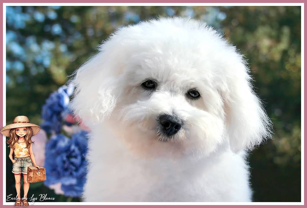 Bichon frisé blanc et fleur rose