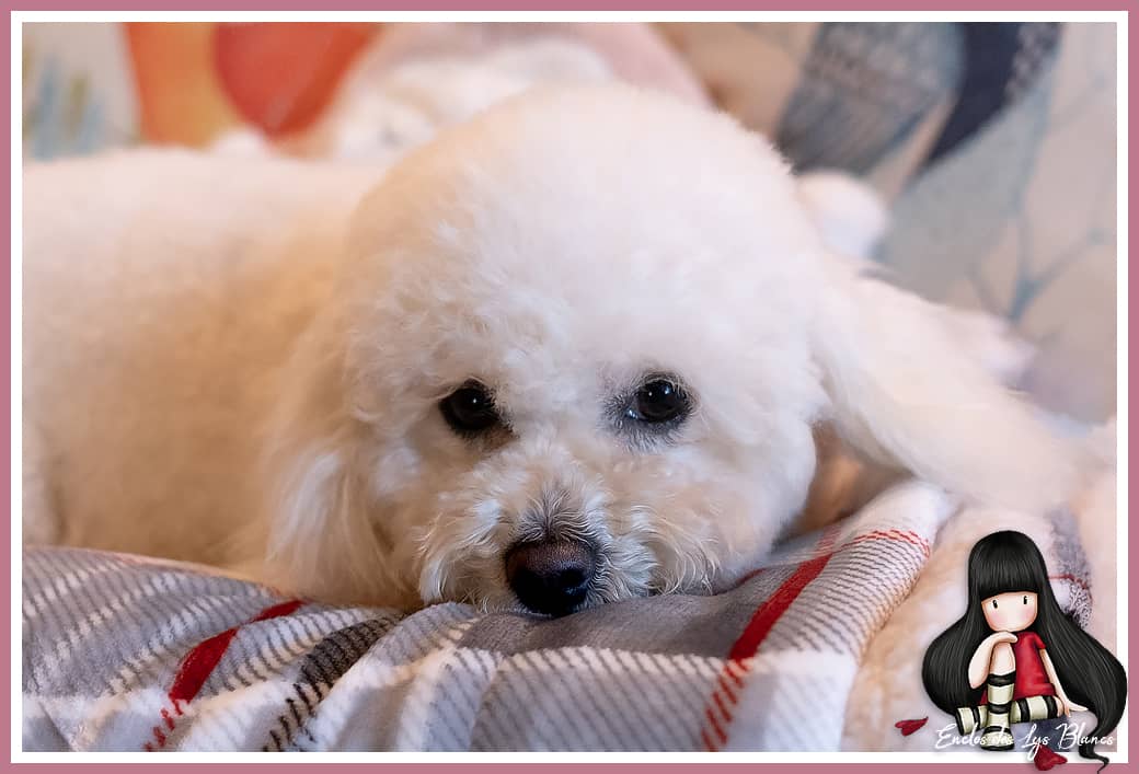 Un petit chien de compagnie