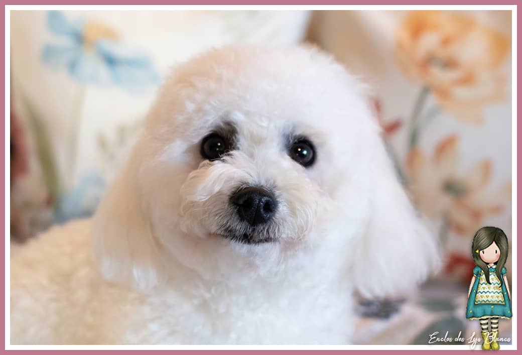 Un bichon frisé