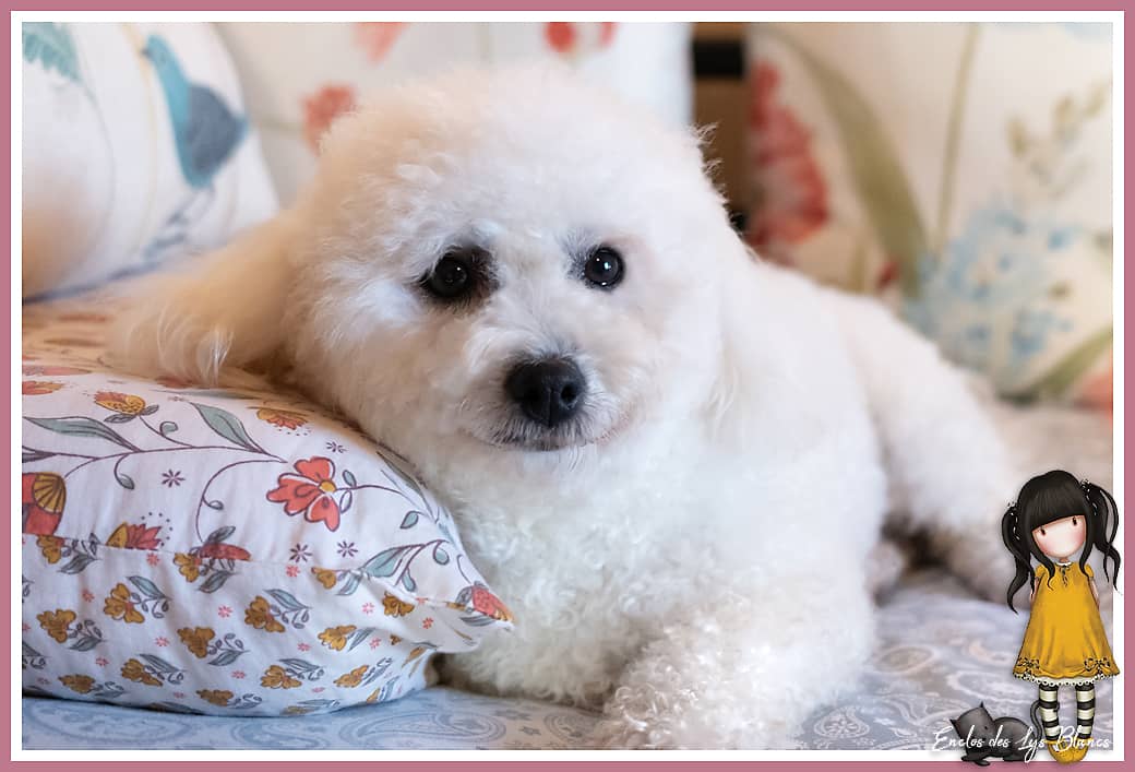 Une femelle bichon frisé