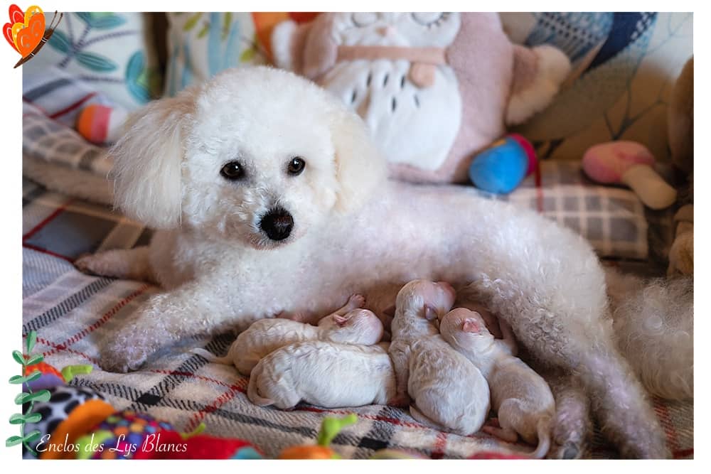 Chiots bichons avec leur maman